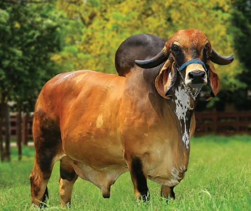touro-fardo-agrogir